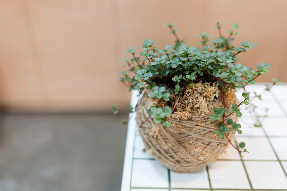Kokedama Plant